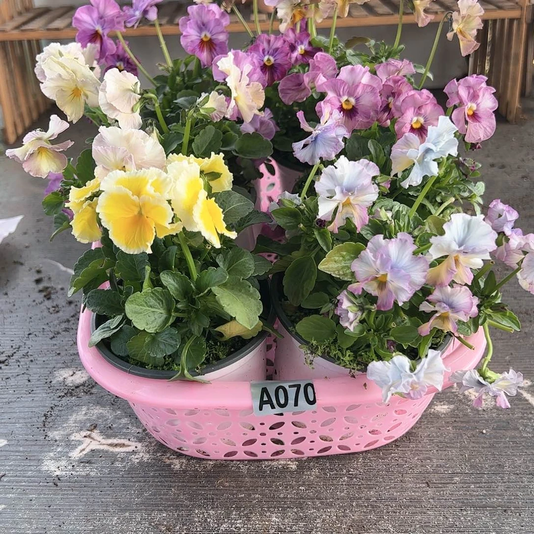 【闪购商品】070号