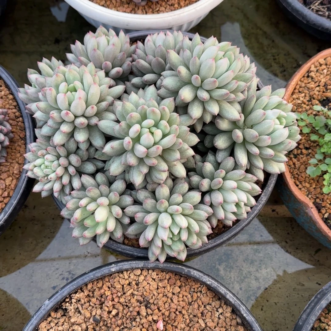 多肉植物多肉植物