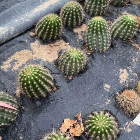 飞碟随机发微瑕小