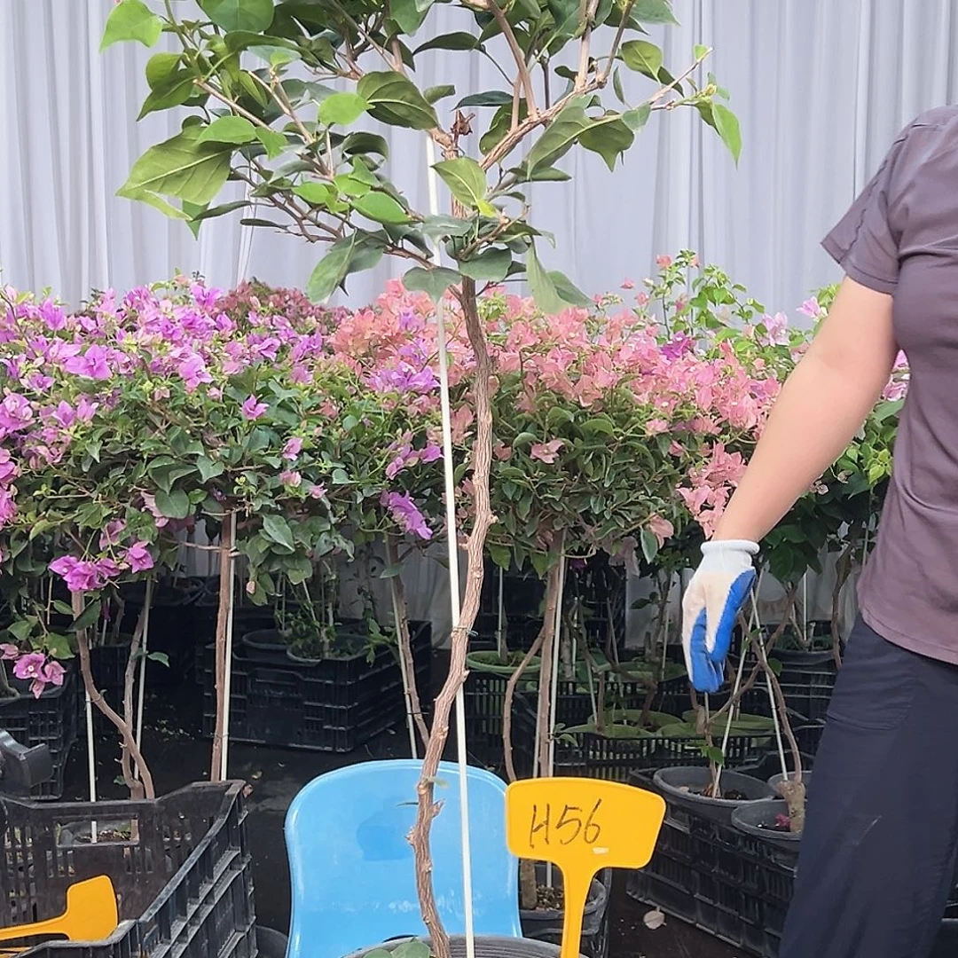 随***欲当前无花栽培后可以开花H56不甜