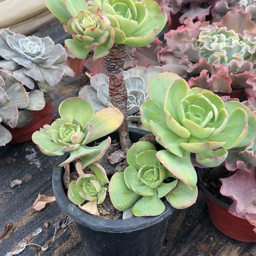 多肉植物鸡蛋碧桃