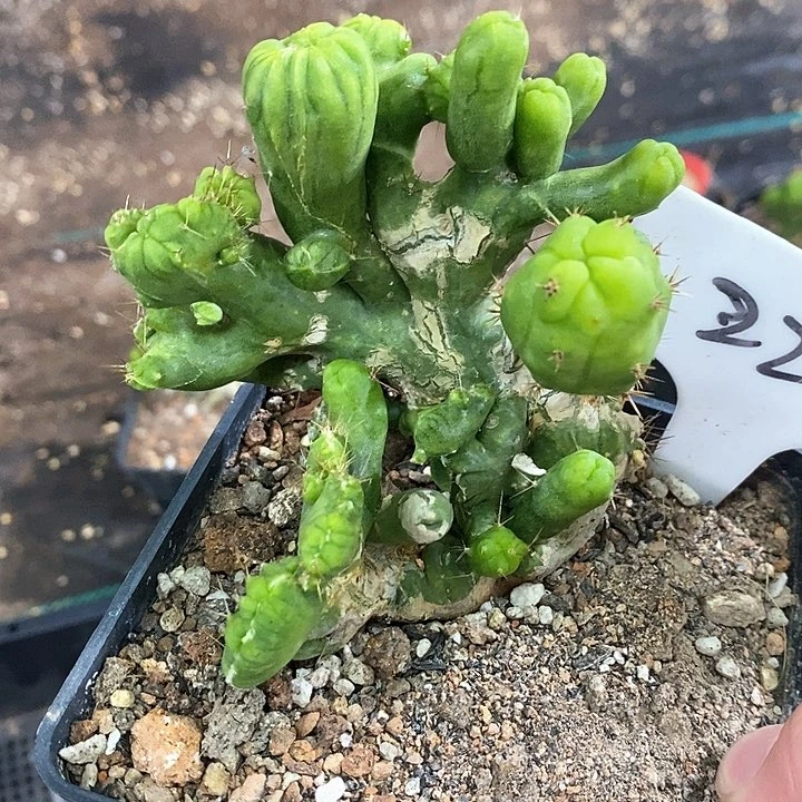 孤品自根多头程程柱缀化群造型感22号