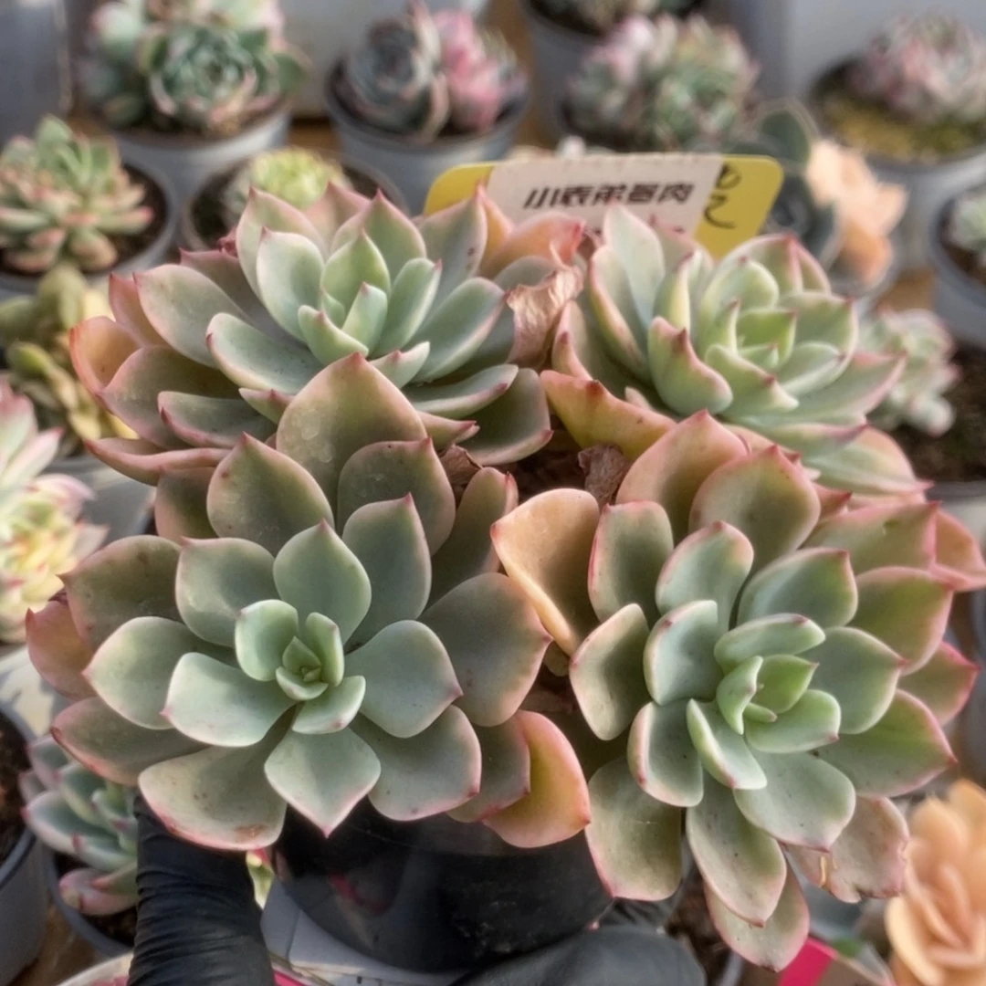 758雨滴锦锦锦锦锦