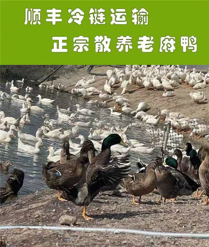 广西散养麻鸭新鲜现杀2只装（黄皮红肉）净重8-11斤