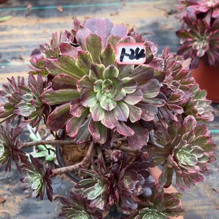 水墨画多肉植物1-24