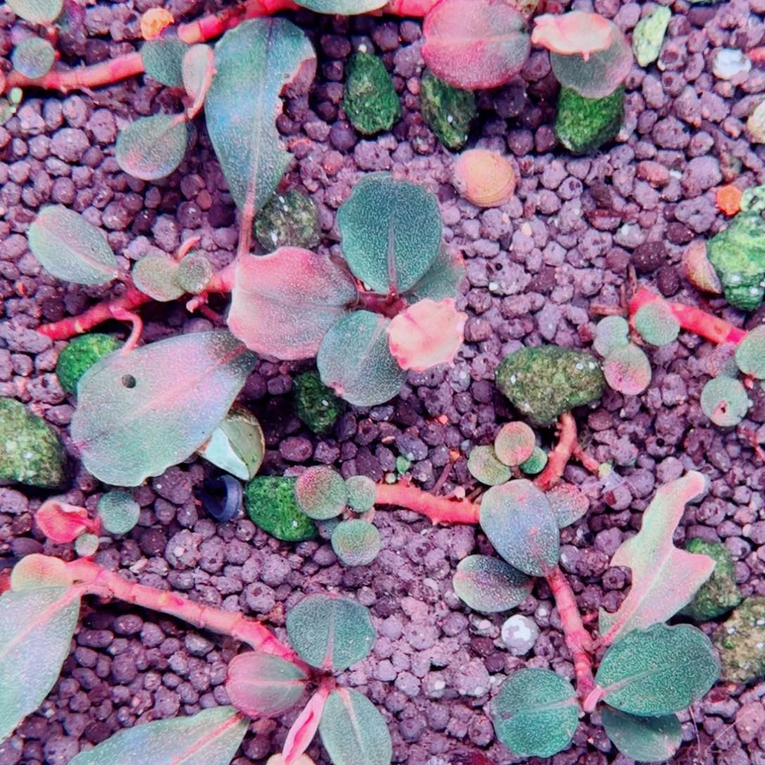 无花朵福利13圆海一份植物