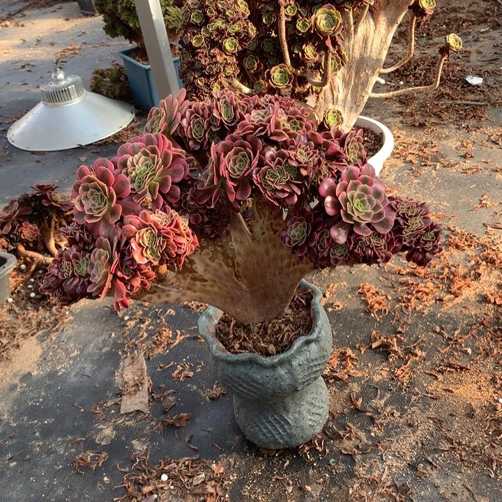 美杜莎朵朵脱土发货啊