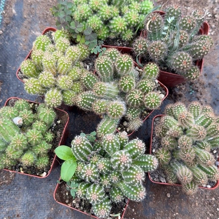 白檀仙人掌群生随机