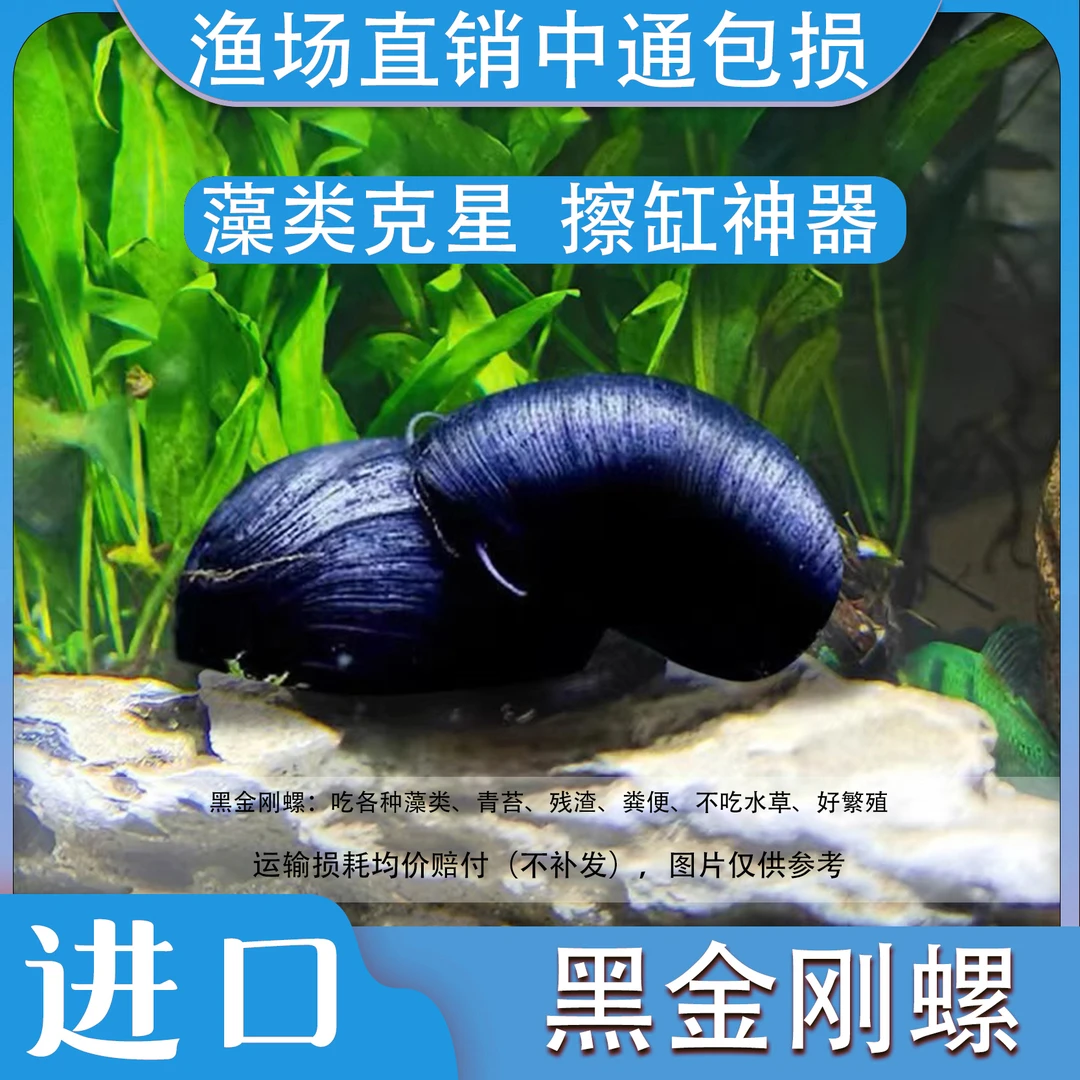 黑金刚螺除藻螺观赏螺鱼缸清洁螺吃藻黄金螺斑马吃粪工具淡水