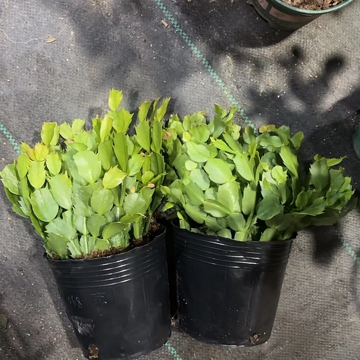 当前无花栽培后可以开花