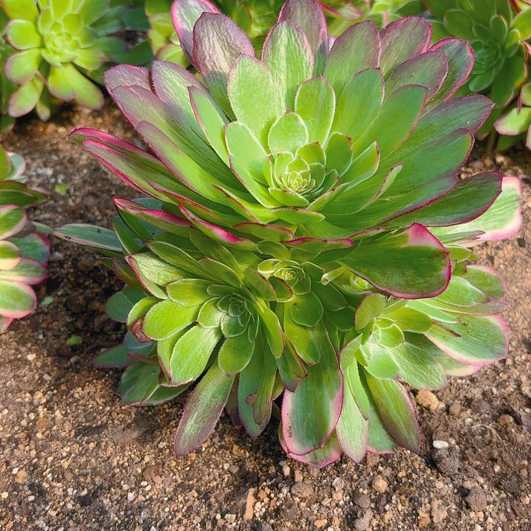 海王手捧多肉植物