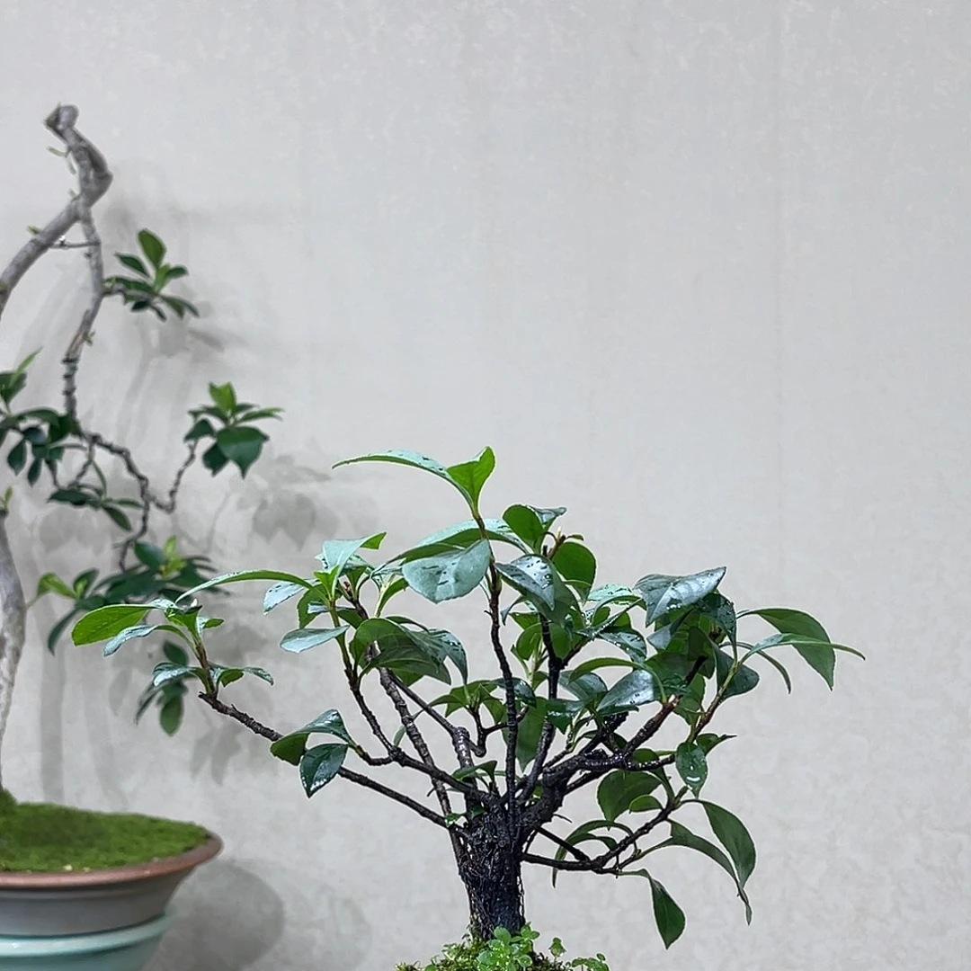 别***我无花朵9999888888888