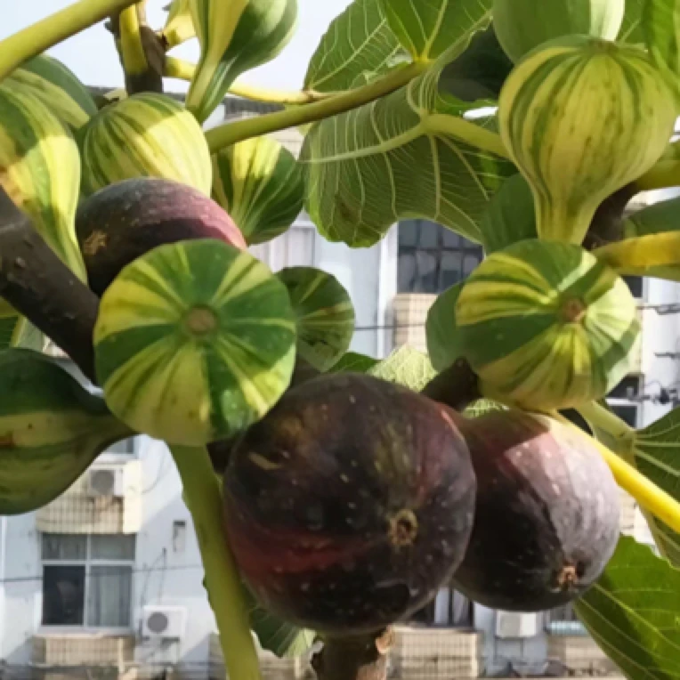 超甜大果丰产彩虹无花果可盆栽可地栽 阳台庭院南北方均可种植