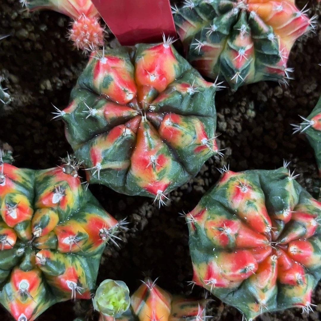 四***产278-1008泰国发货多肉