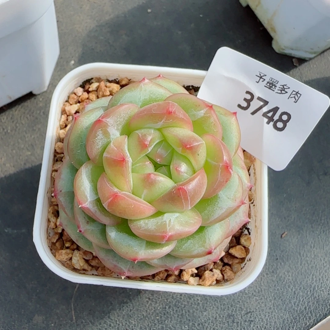 绿体财富密码，3748多肉植物