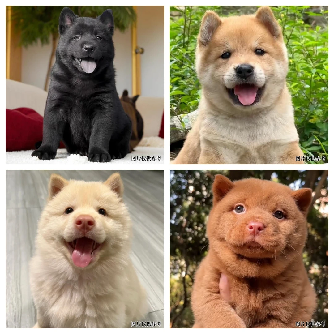 （直播专属）599中华田园犬五黑五红小土松黄狗白面狗狗A1