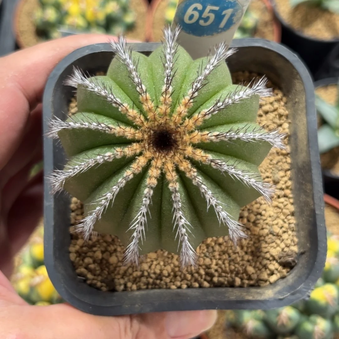 651实生尤伯球带盆带土