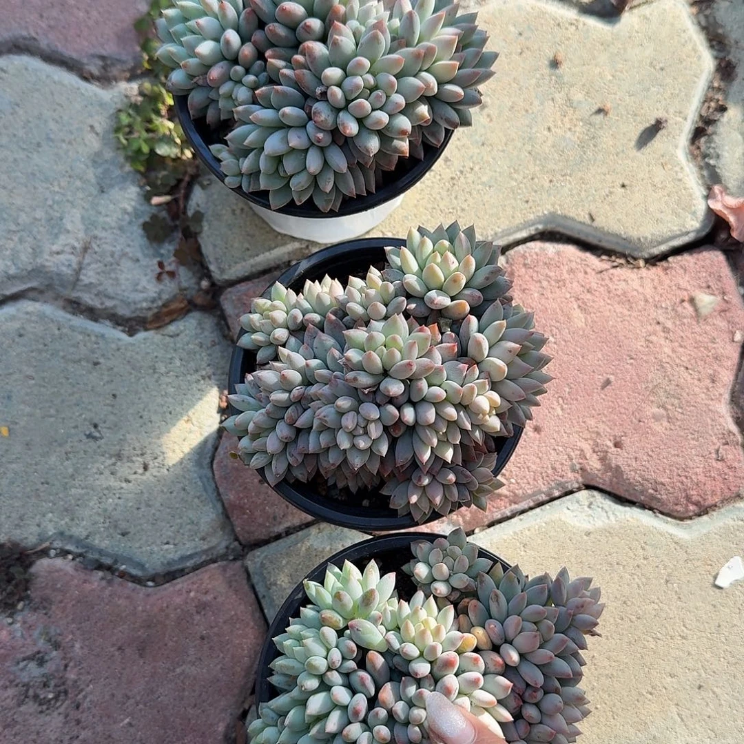 明珠多肉植物精品