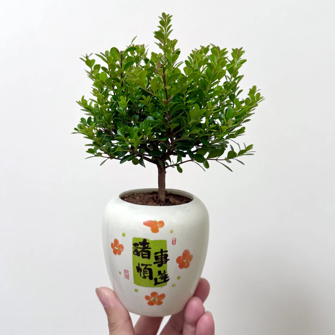 红叶小叶赤楠盆栽盆景室内客厅办公室前台桌面绿色花卉绿植好养