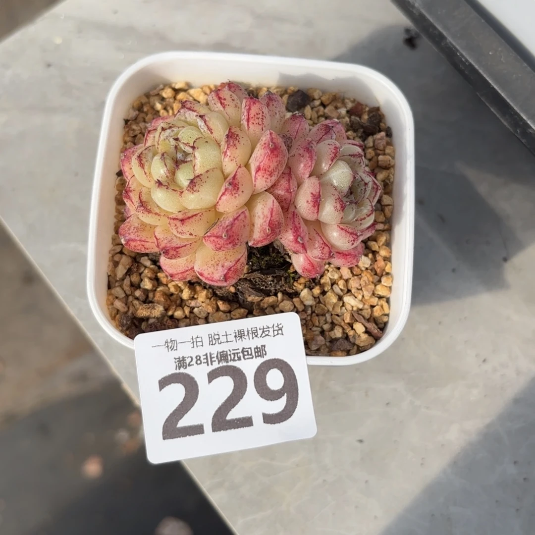 赤水晶无盆土发货