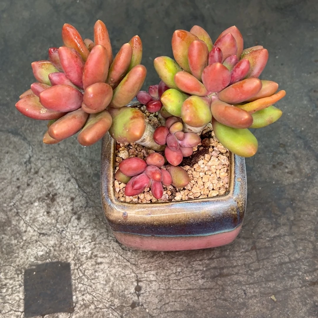 呜呜呜呜呜呜呜呜呜