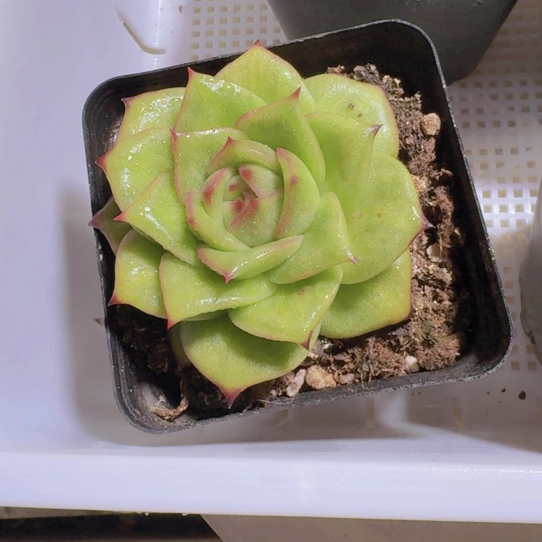 蔷薇玫瑰多肉植物16.8