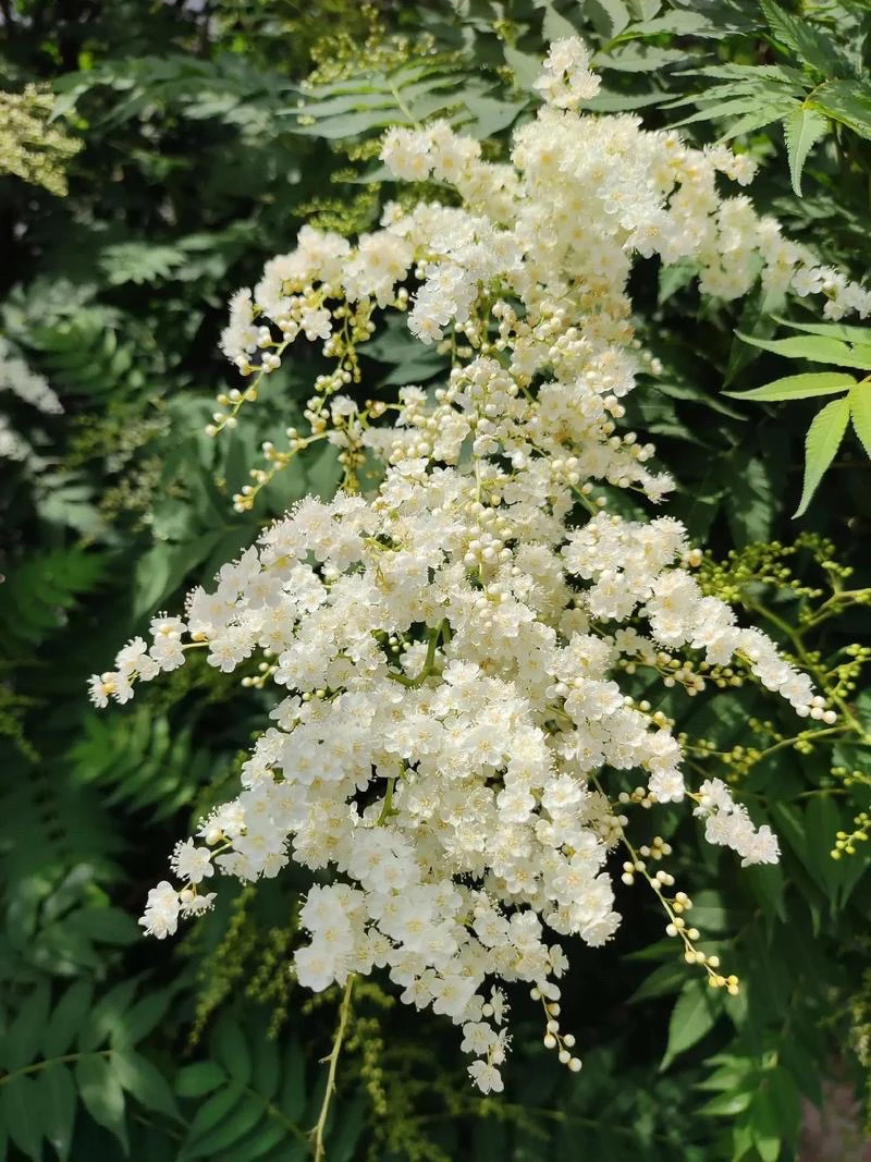 珍珠梅种子庭院花卉四季种子易活