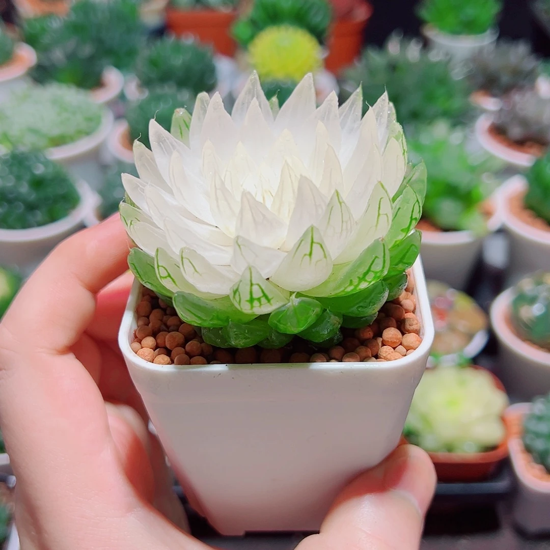 白莲花小白盆多肉多肉