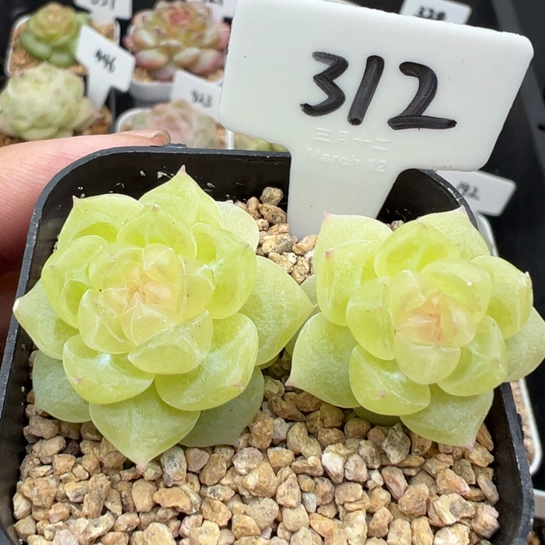 312号财富密码8888