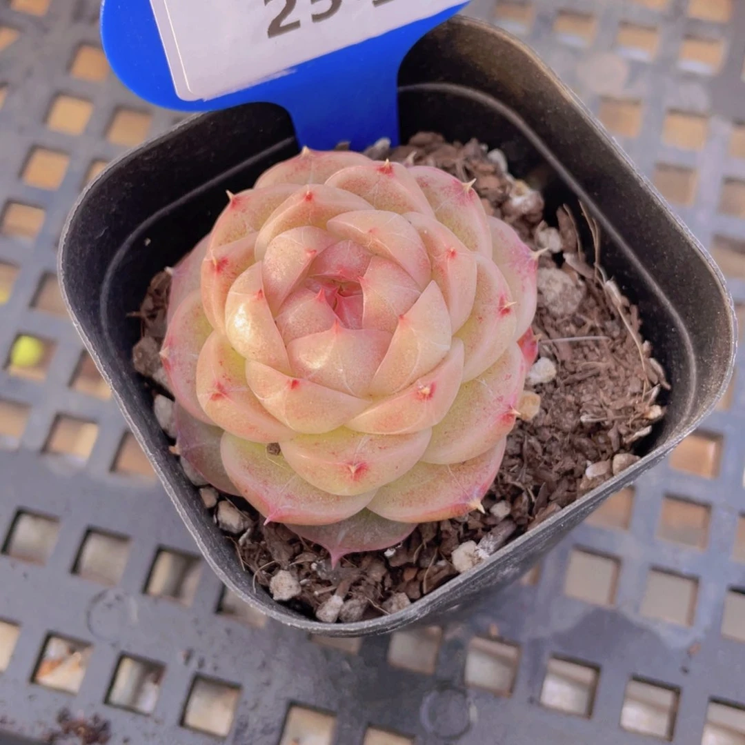 25号 包子糖心麦秆