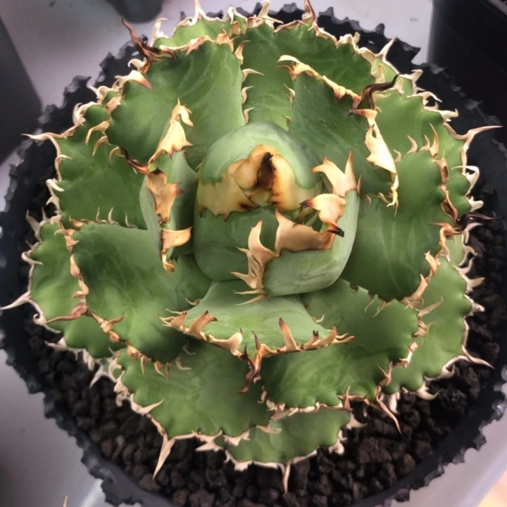 连排刺蕾丝仁王冠龙舌兰