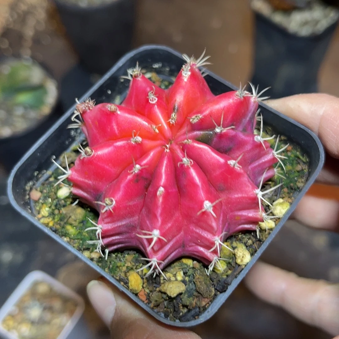 米哈牡丹锦一物一拍