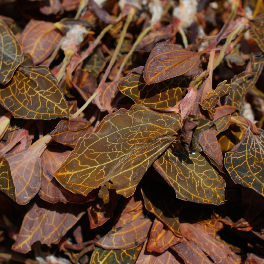 【云南山货现收】纯高山山野 精品全株 金线莲(非种植)可搭配枸杞