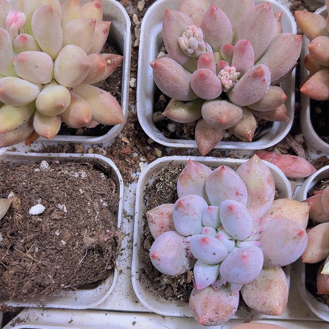 多罗手指19包邮多肉