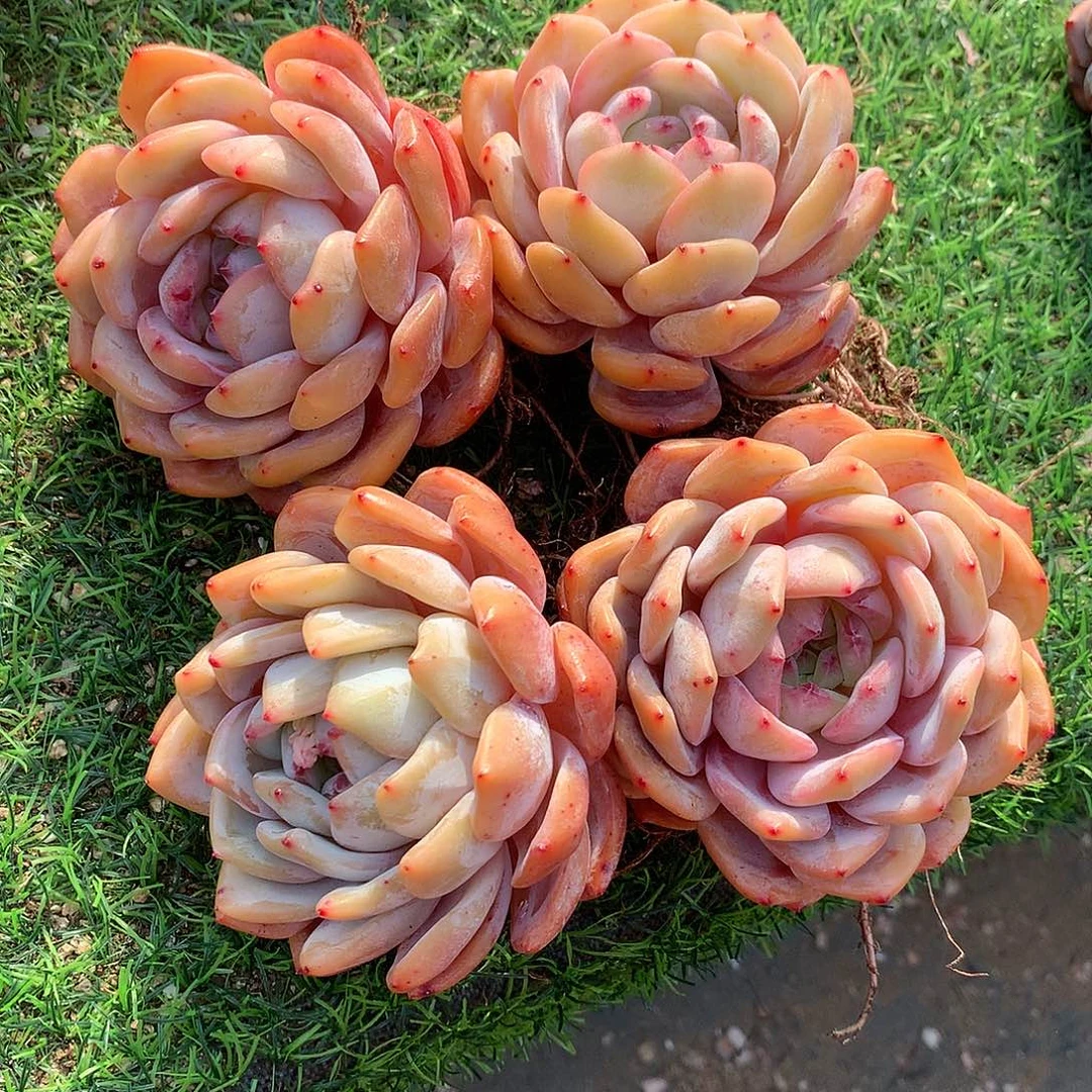 一物一拍，橙梦露老庄4颗单头