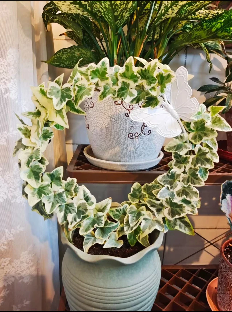 雪莹常春藤盆栽室内垂吊观叶爬藤植物四季常青易养