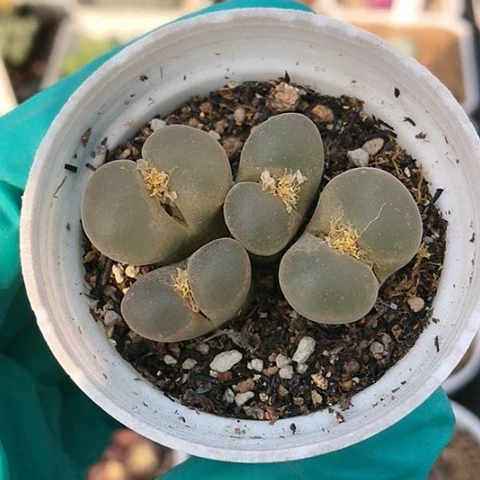 多肉肉锥 4头风铃