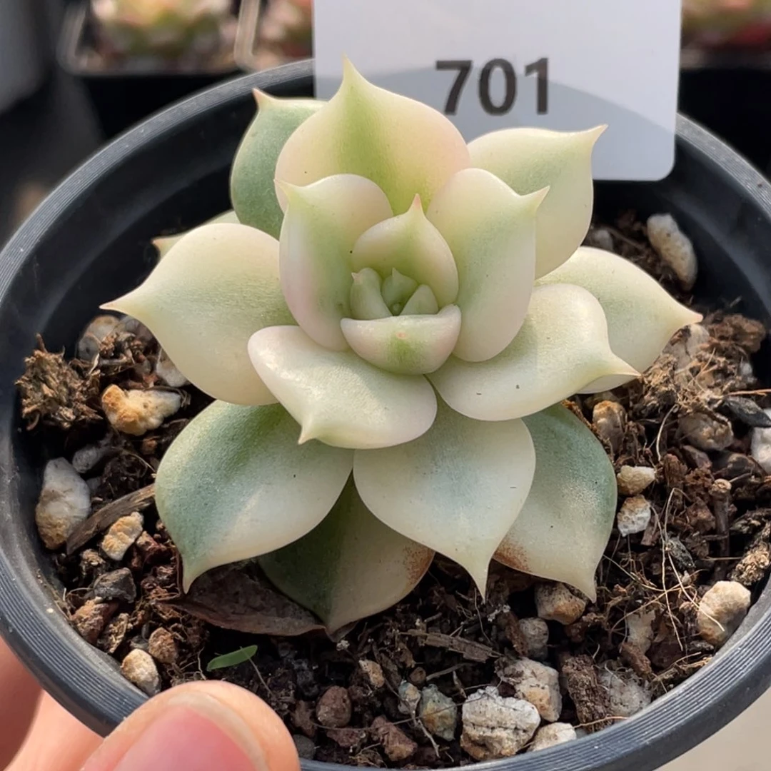 橙***妈701号糖心冰心珍妮 贝加尔湖