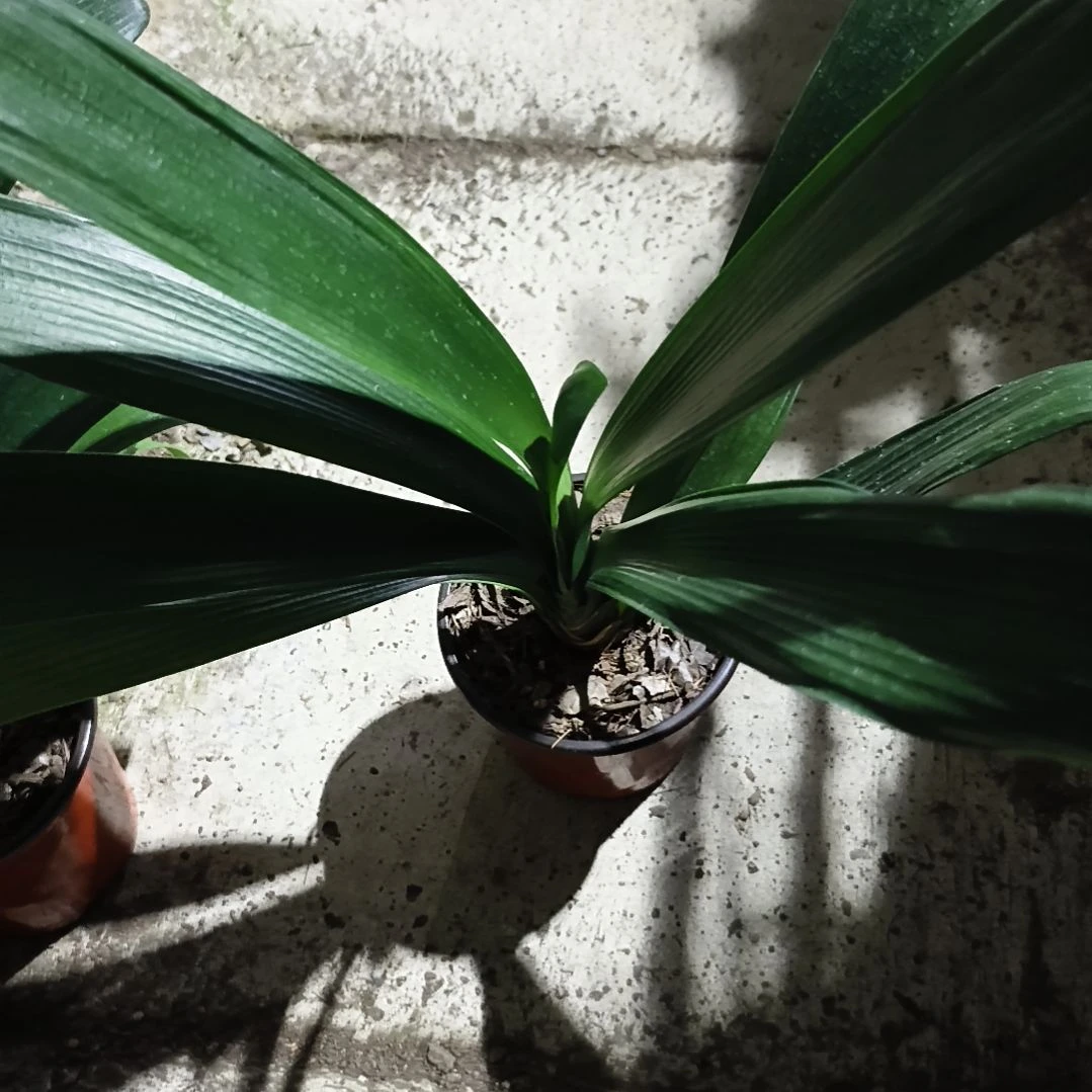 青***w完全开放包公魂*悠久苗一颗特惠