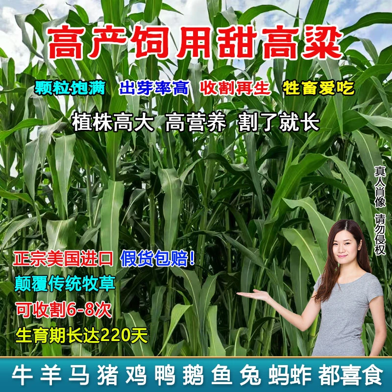 高产饲用甜高梁种籽 大叶无绒毛 多次收割养殖畜禽的优质牧草种子