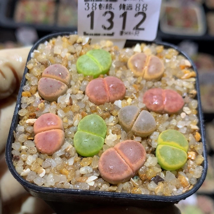 芒****莓Sss精品生石花1312
