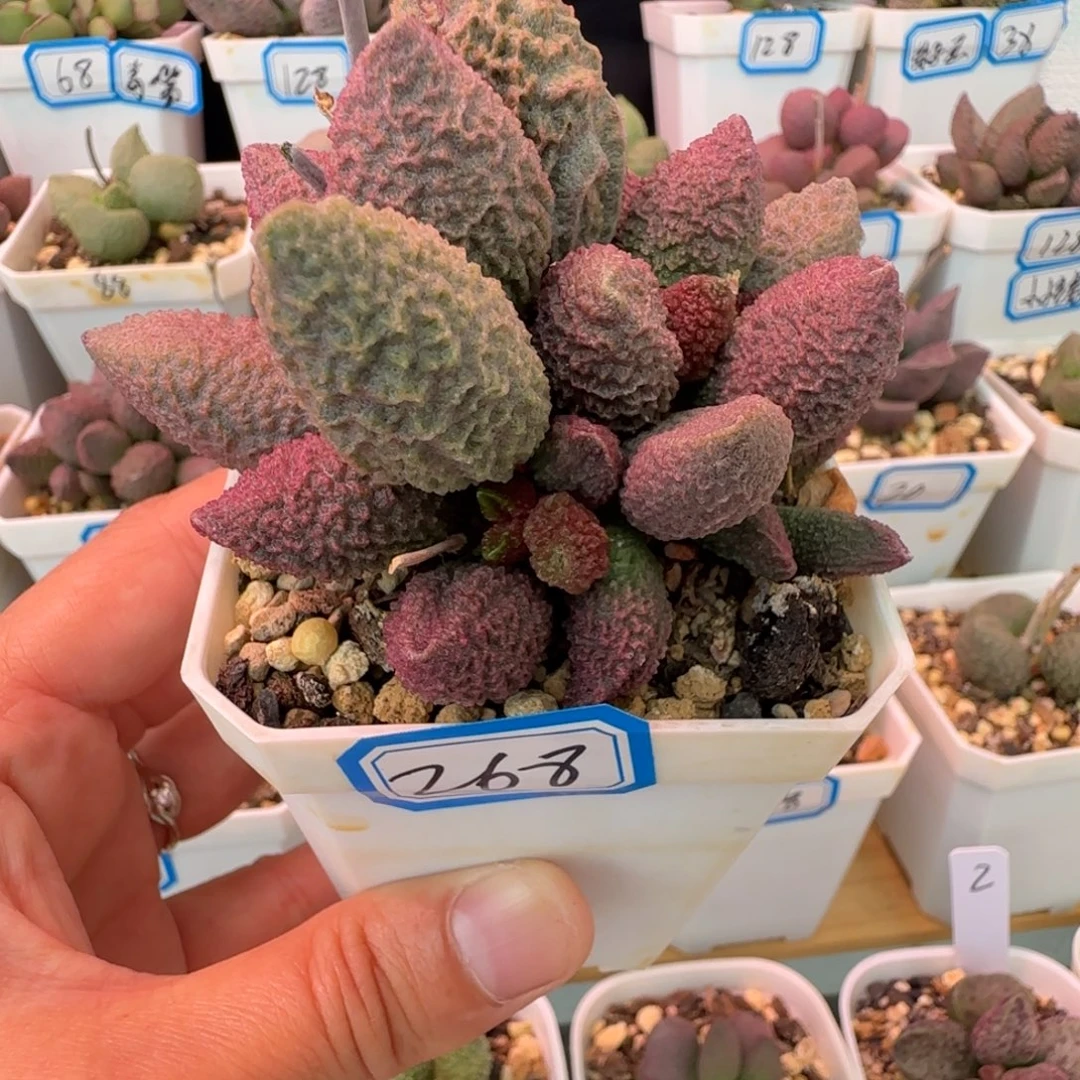 新品水泡一物一拍