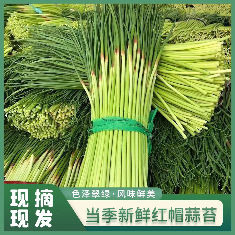 T当季新鲜蒜苔采摘鲜嫩翠绿红帽蒜苔蒜苗蒜薹蒜台蒜菜鲜嫩美味1