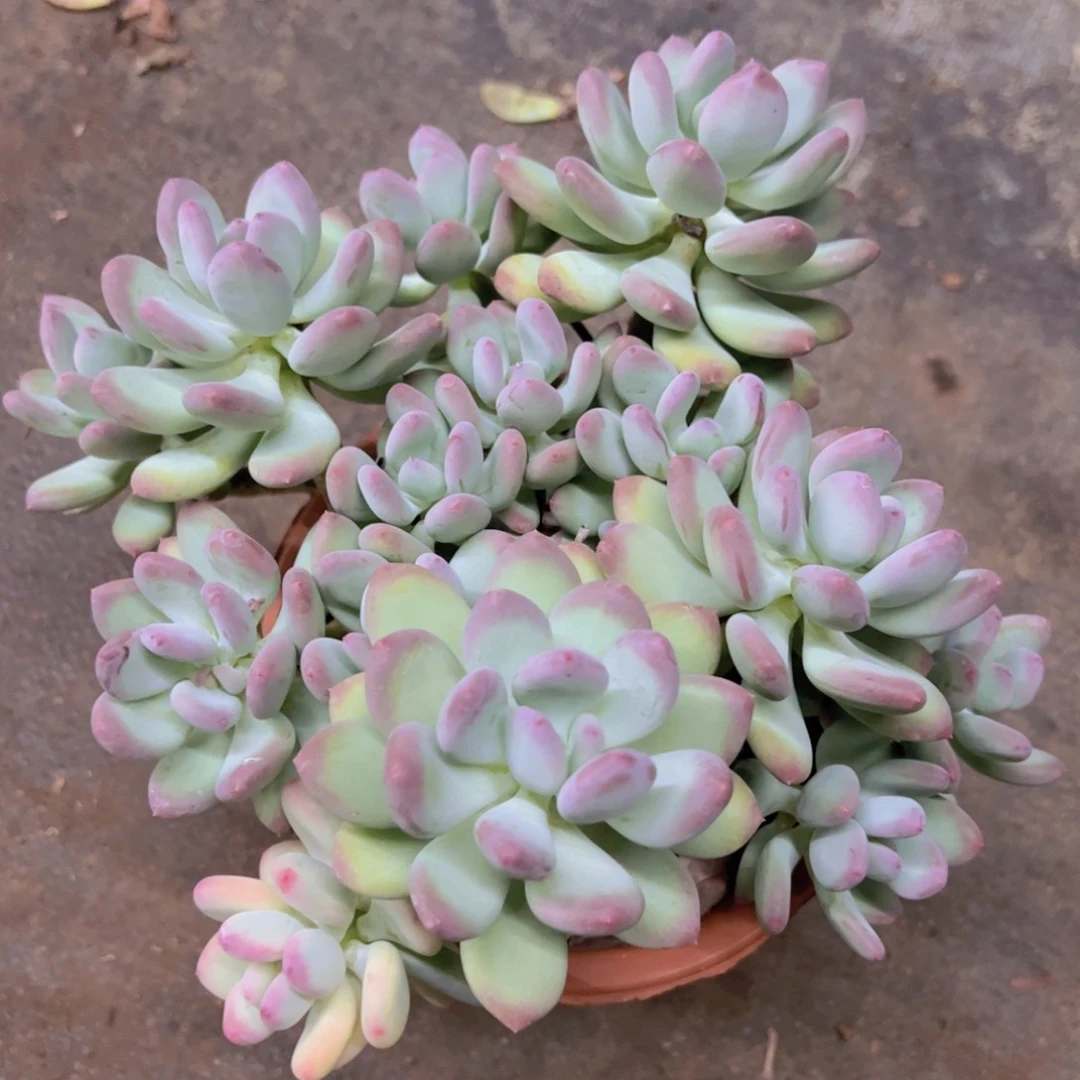 三日月美人多头大盆群，230杯