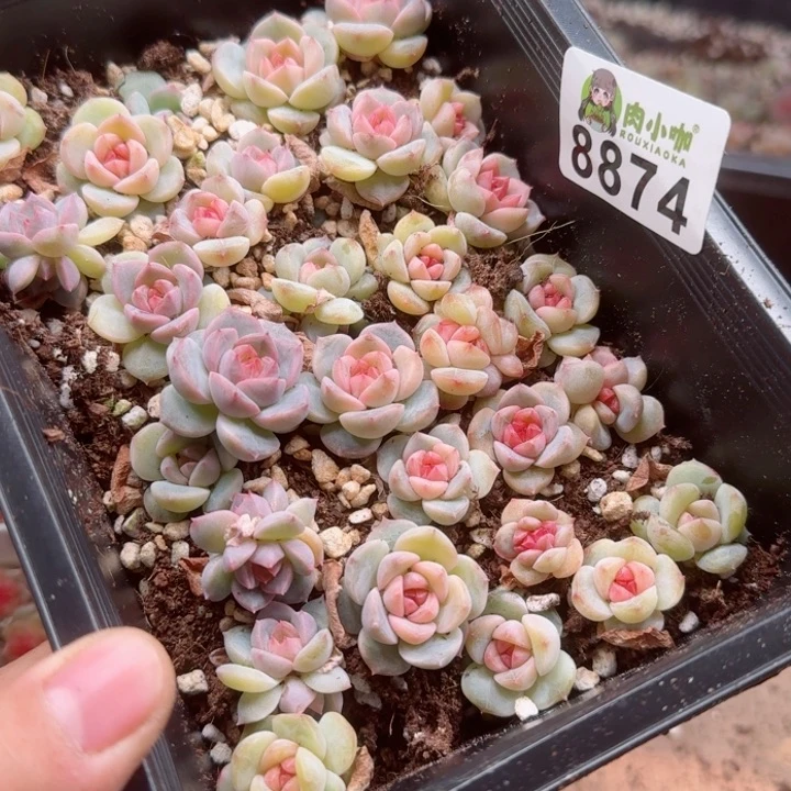宸***浠多肉植物多肉植物