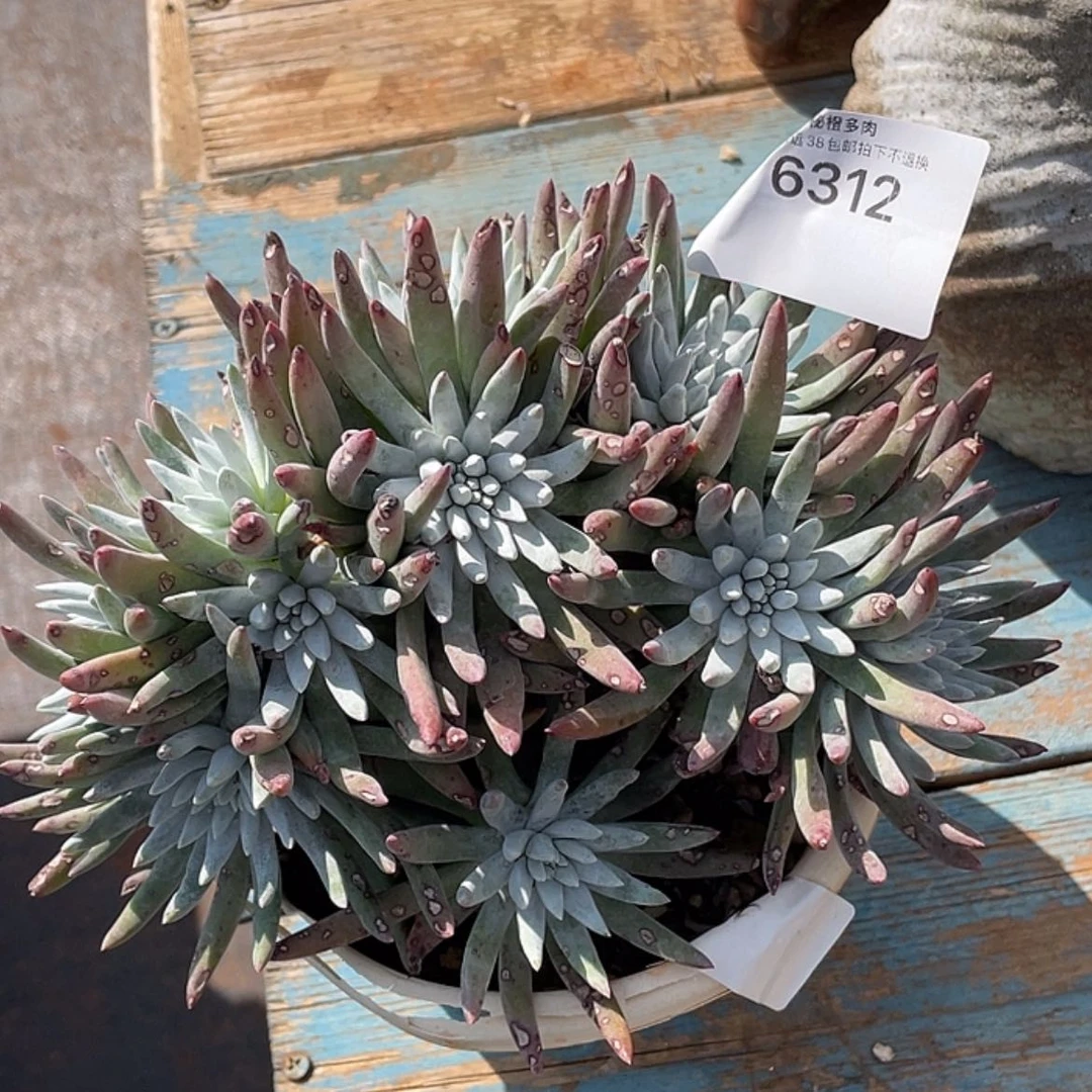 【闪购商品】大雪花