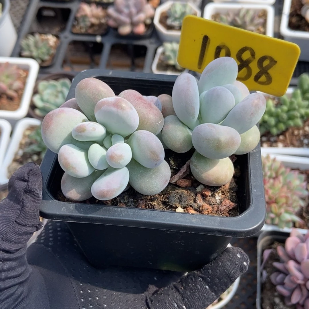 1088大叶奶多肉植物保护