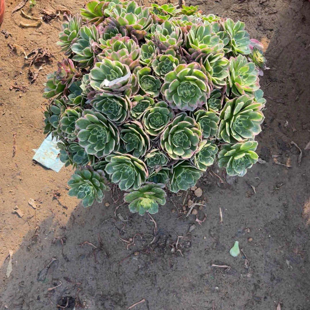 29-105海王掐心绣球多肉