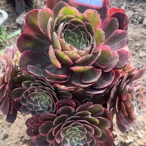 多肉植物粉花妖19