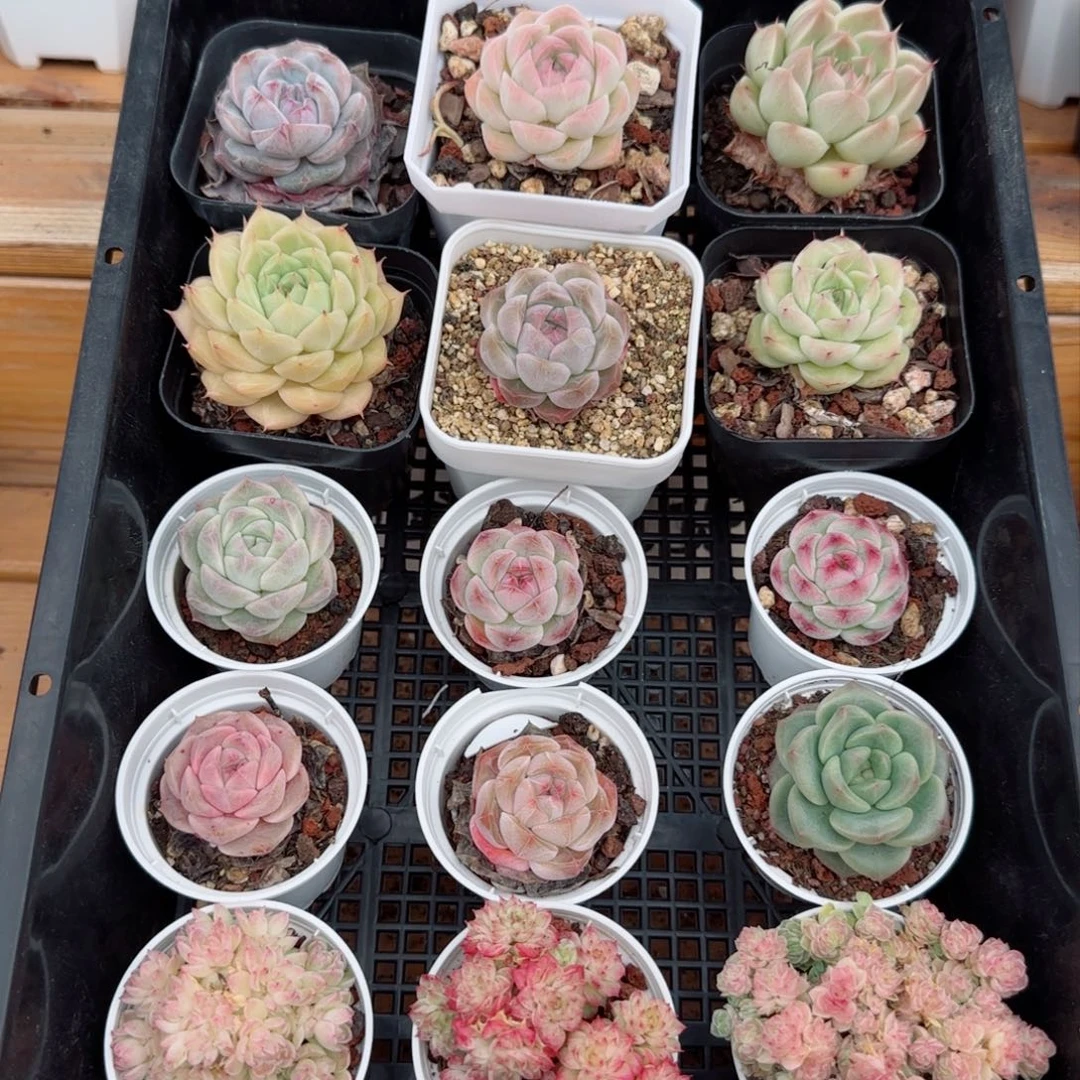 框拍框拍0308-113